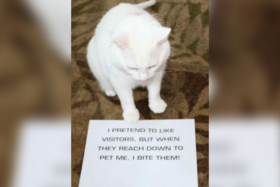 catshame13-33870.jpg
