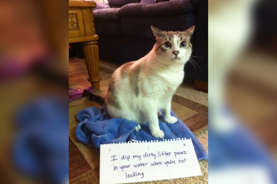 catshame7-83445.jpg