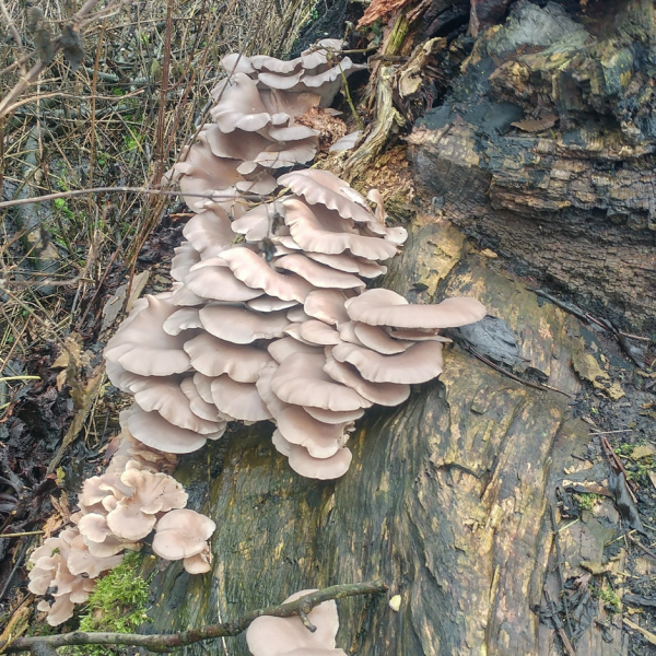Oyster mushrooms can be found growing out of the bark of trees.