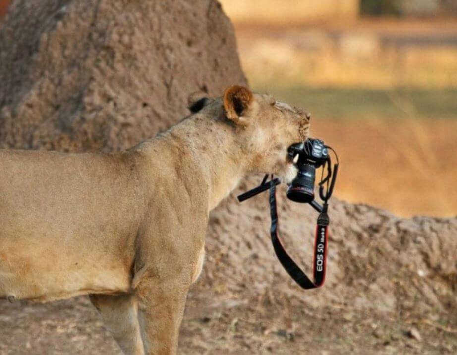 tiger with camera
