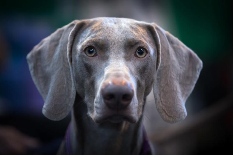 GettyImages-652039942