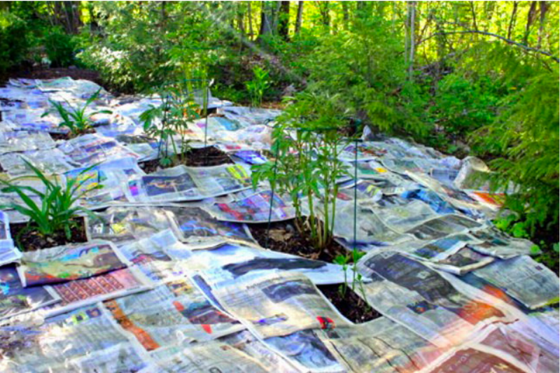 newspaper garden