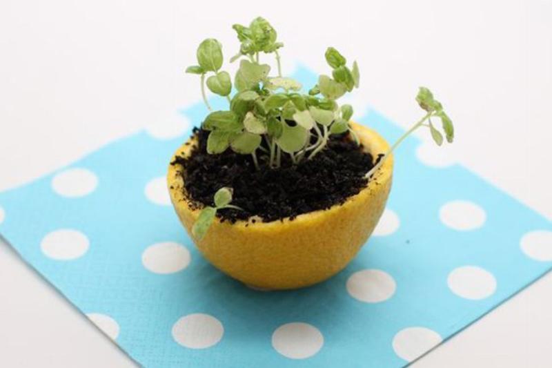 citrus-peel-seedling