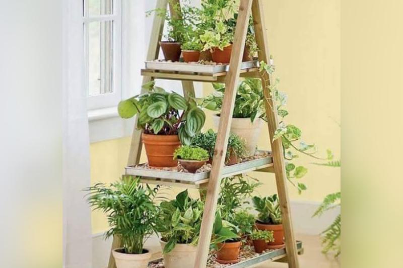 ladder plants