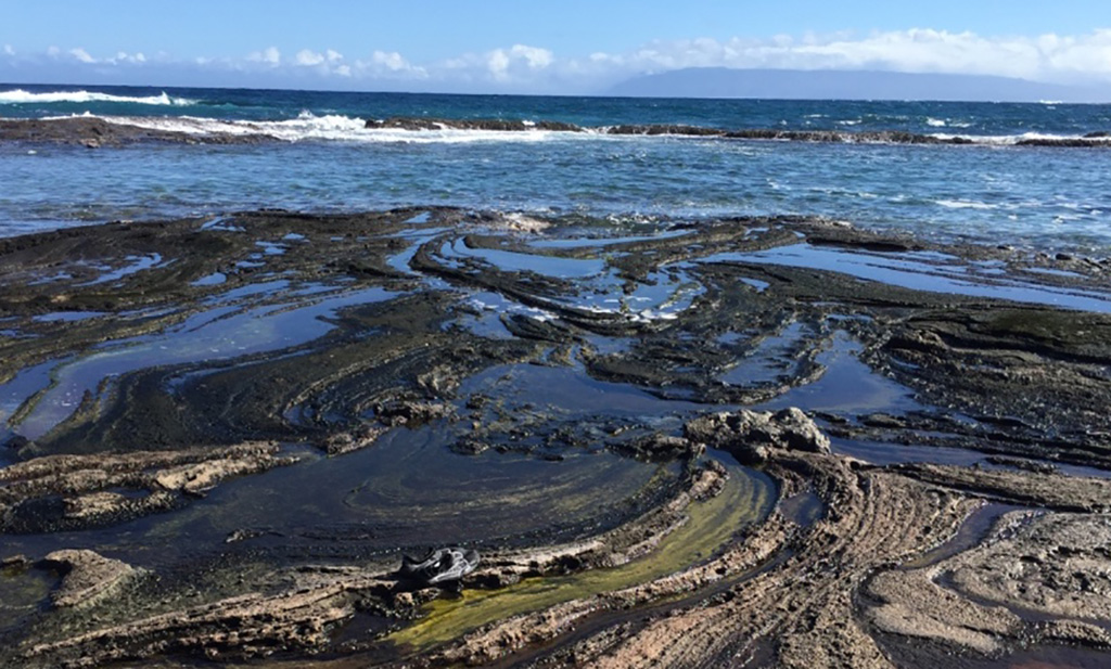 Inhabitants Can Come And Go 