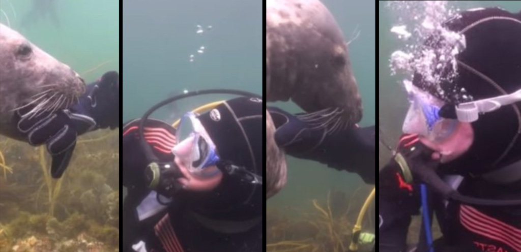 scuba-seal-encounter-1