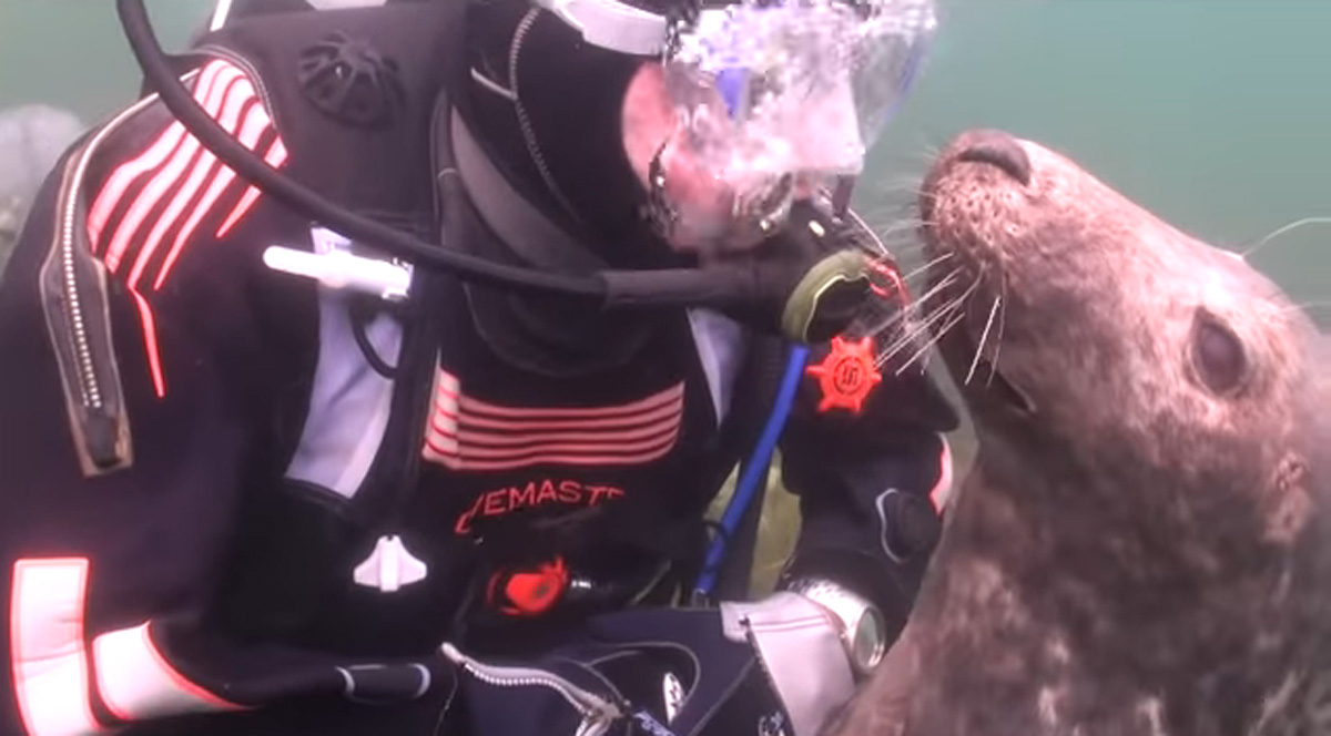 scuba-seal-encounter-10