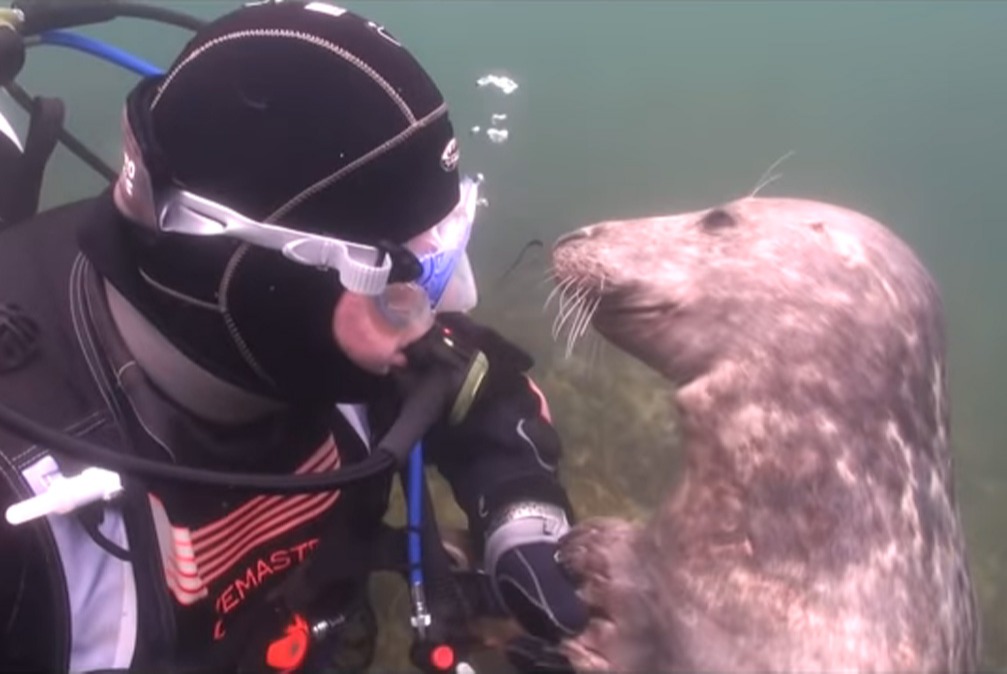 scuba-seal-encounter-12