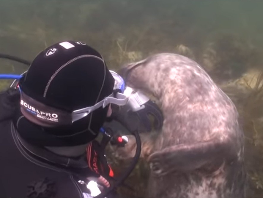 scuba-seal-encounter-14
