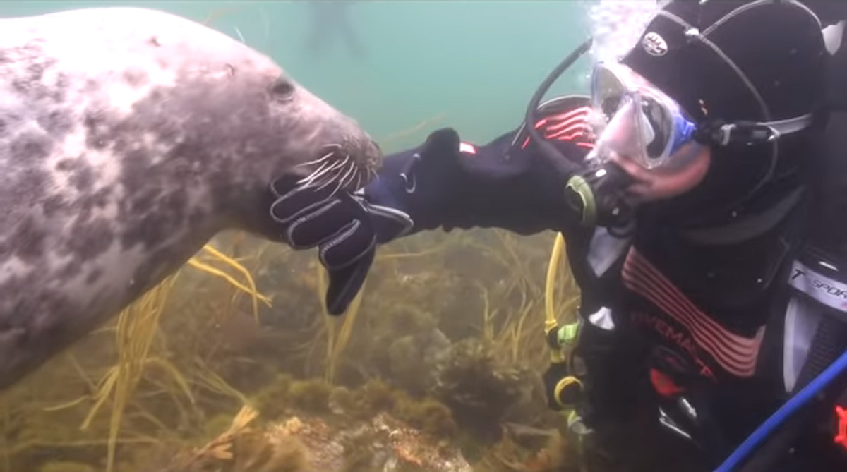 scuba-seal-encounter-16