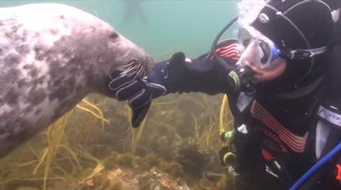 scuba-seal-encounter-16