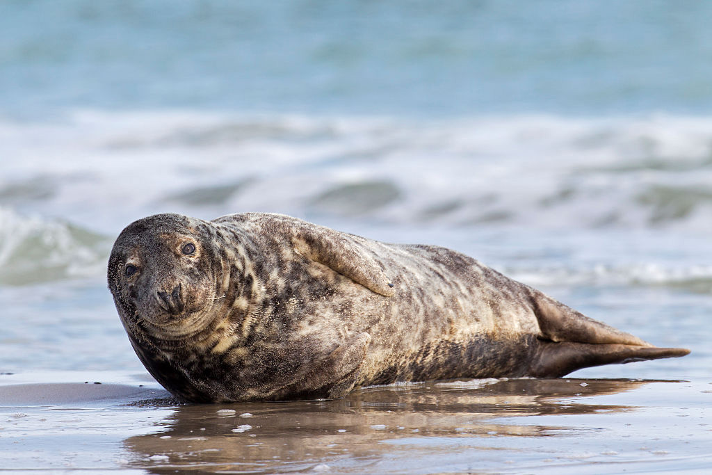 scuba-seal-encounter-17