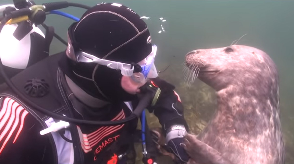 scuba-seal-encounter-18