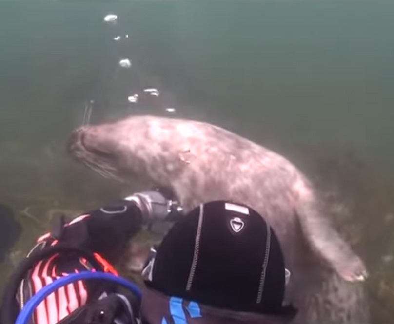 scuba-seal-encounter-19