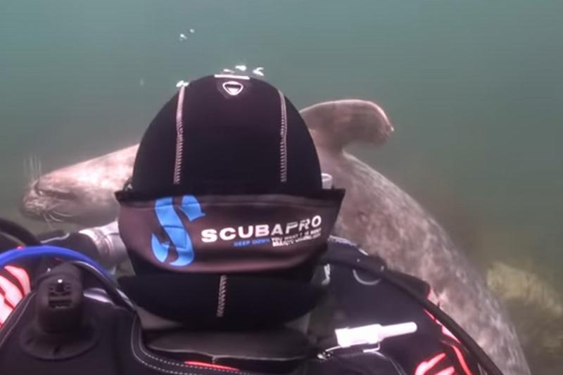 scuba-seal-encounter-20