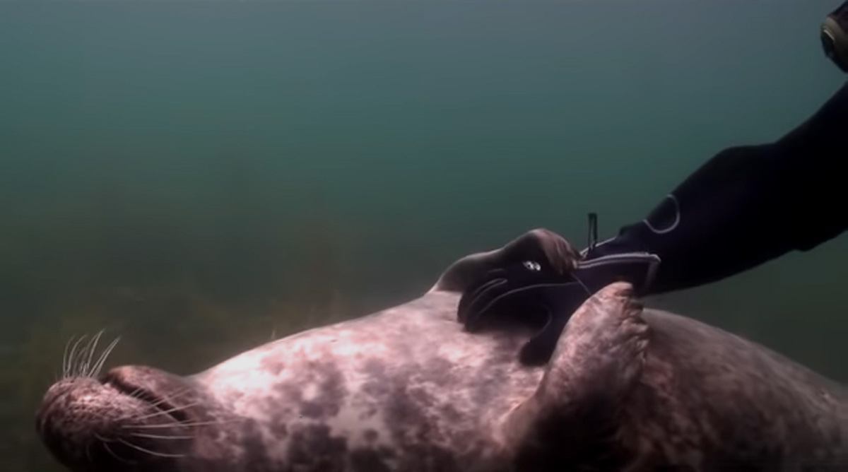 scuba-seal-encounter-22