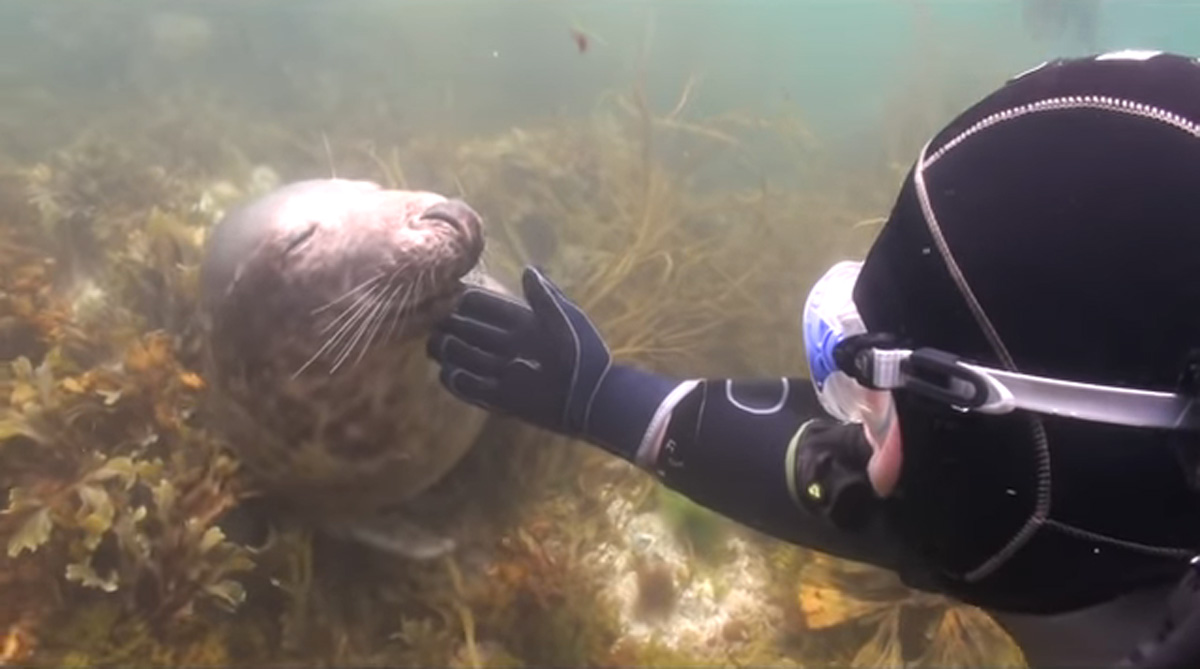 scuba-seal-encounter-24