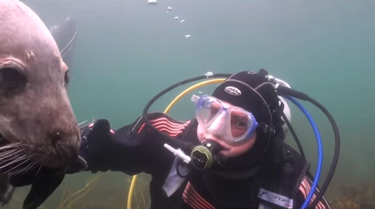 scuba-seal-encounter-25