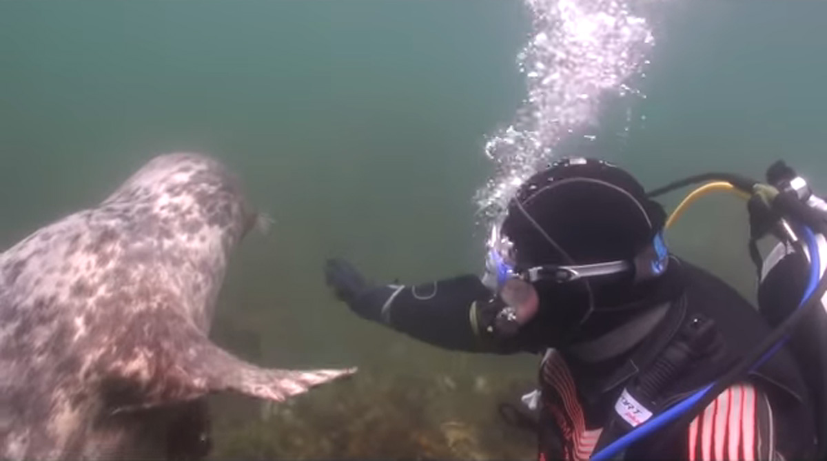 scuba-seal-encounter-26