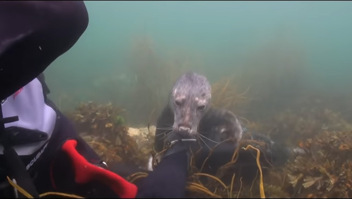 scuba-seal-encounter-28