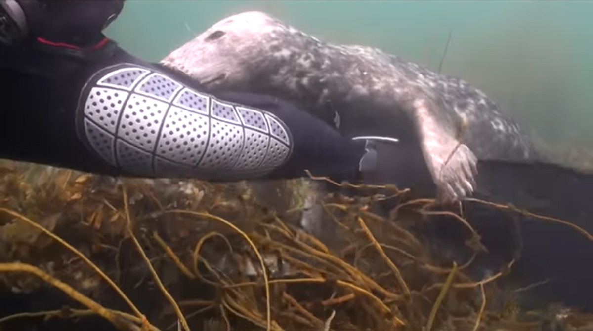 scuba-seal-encounter-29