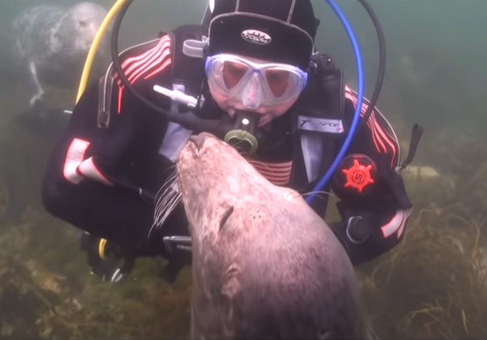 scuba-seal-encounter-3
