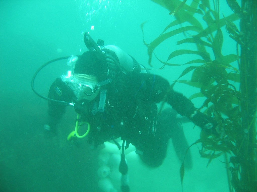 scuba-seal-encounter-6