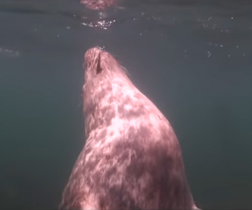 scuba-seal-encounter-7