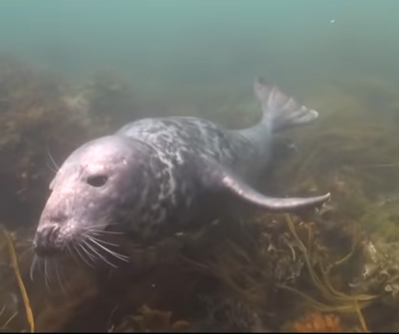 scuba-seal-encounter-8