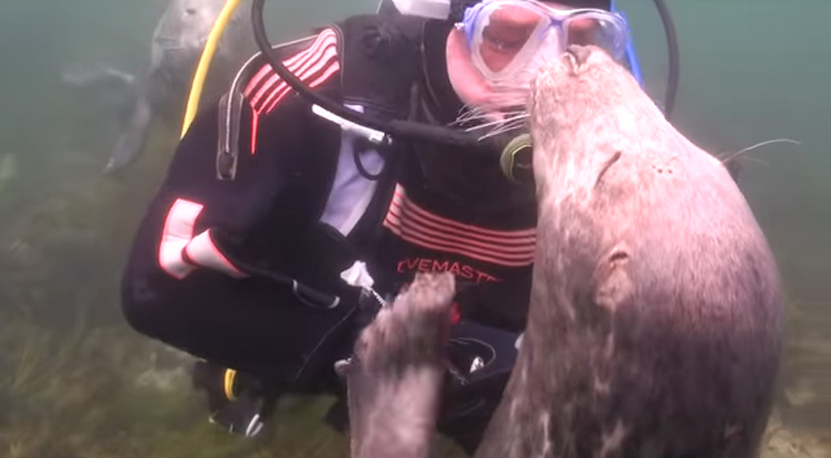 scuba-seal-encounter-9