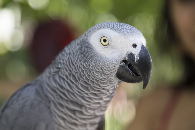 African grey parrots are beautiful, smart, and sociable animals. Sadly, these admirable qualities also make them very desirable in the illegal trade of exotic pets