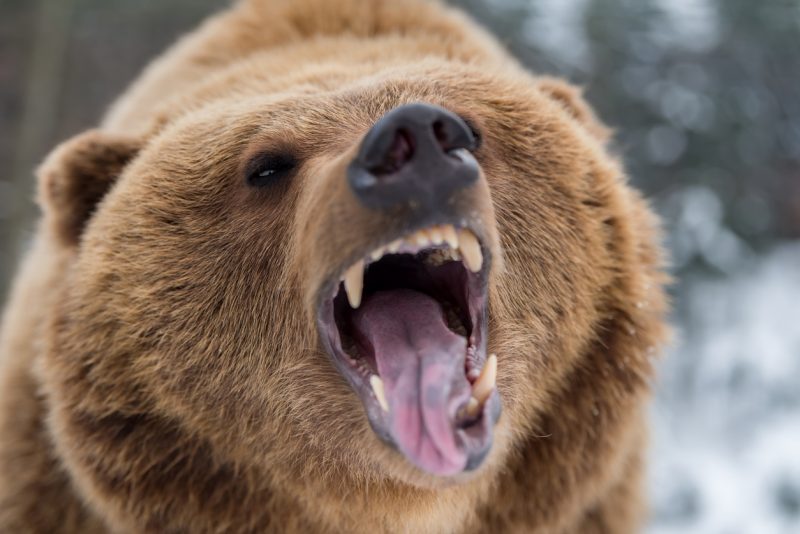 Being attacked by a bear is the stuff of many an outdoorsman’s nightmares.