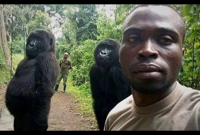 Two Grateful Gorillas Happy to Pose for Selfie