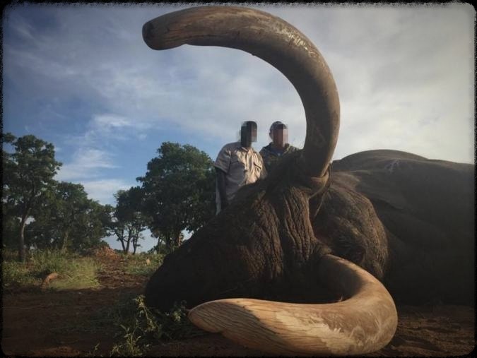Safari Hunting - Man Kills Trophy Elephant in Zimbabwe  JWK Safaris/Facebook )