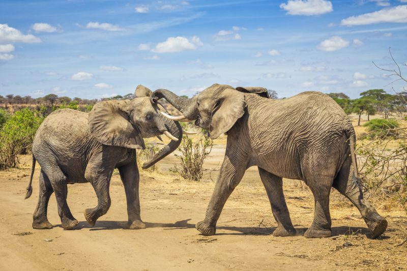 Researchers counter that elephants are still in their breeding prime at this age, and, in fact, are more important to the continuation of the species