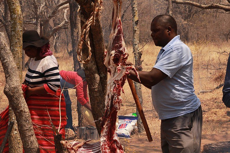 This means removing all the meat and fat from the inside of the hide, leaving behind only the skin itself – Mompati Dikunwane – CC BY-SA 4.0