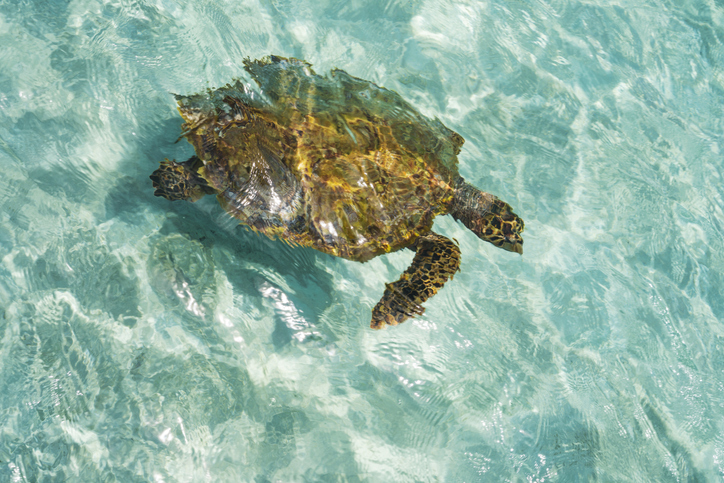 The green sea turtle returns each year in April to lay its eggs on Noonu Atoll Beach on Maafaru Island.