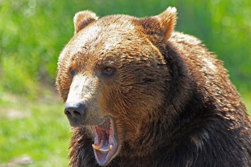 Wildlife officials stated that based on the boy’s description of the incident, it’s very likely that the bear who attacked him was a grizzly