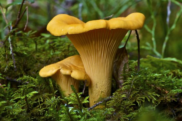 Chanterelles are an excellent addition to soups and stir-fries