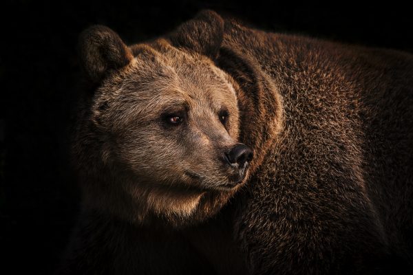 Brown bears, such as those found across the Northern Hemisphere in Europe, Asia, and North America, are larger and more unpredictable than black bears. You will need to be careful around them.