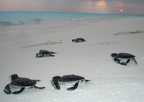 Green turtle hatchlings makings their way to the sea – Author: A robustus – CC BY-SA 3.0
