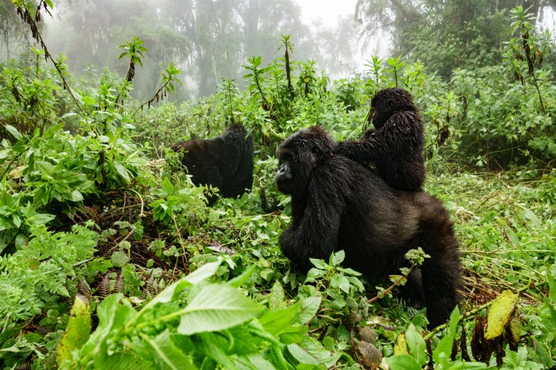 Virunga National Park is an official UNESCO World Heritage Site