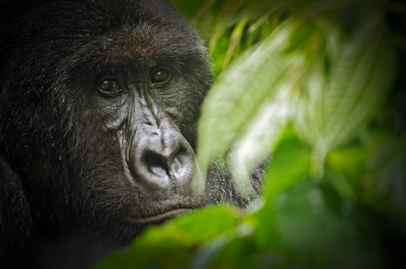Shamavu is a caretaker for gorillas and other wildlife at the Virunga National Park in the Democratic Republic of Congo – Author: LuAnne Cadd – CC BY-SA 3.0