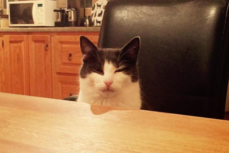 dramatic annoyed cat