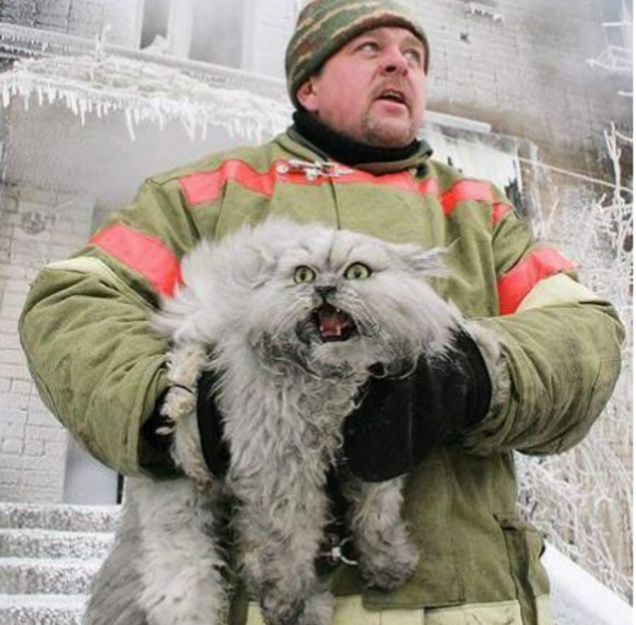 dramatic cat saved from fire