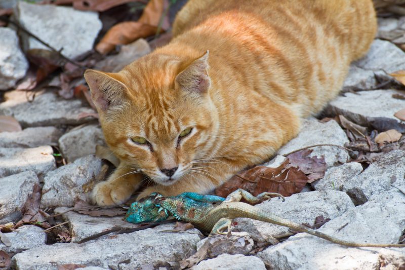 Feral cat hunting a lizard.