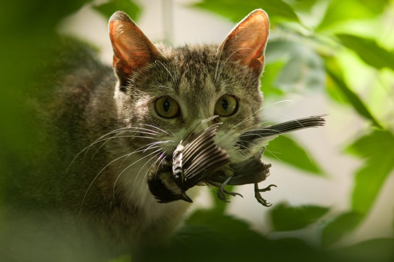 In addition to the mammals, estimates are that the cats also kill almost four hundred million birds and over six hundred million reptiles in Australia every year