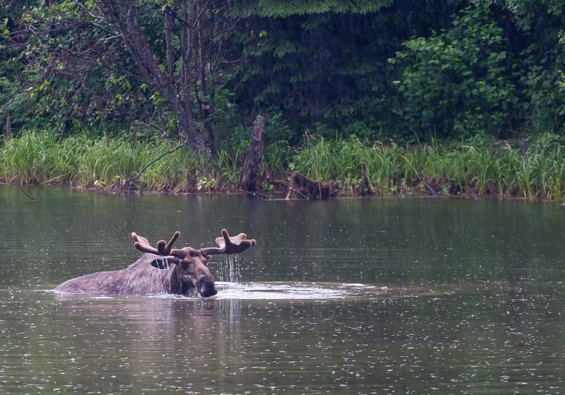 Chena River Bull Moose
