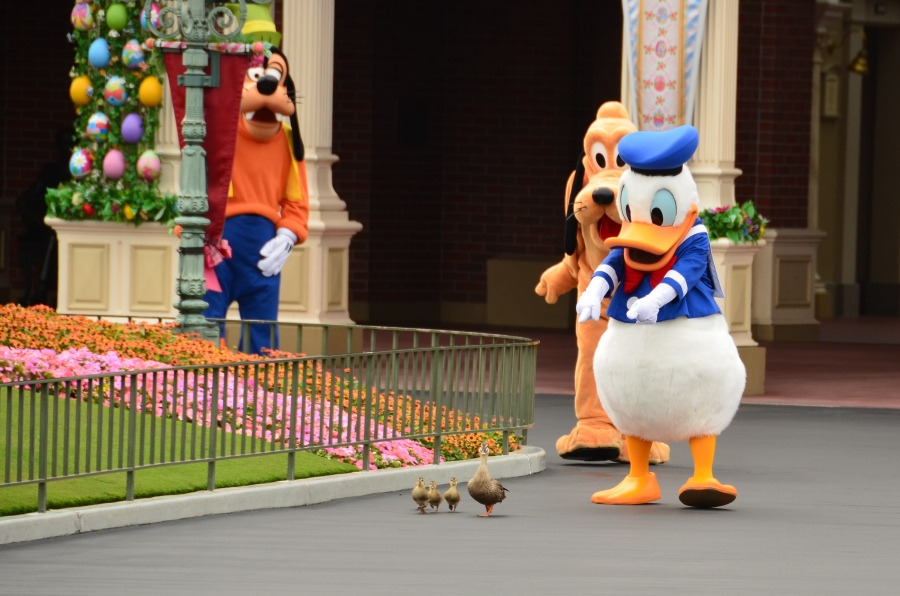donald-duck-with-ducks
