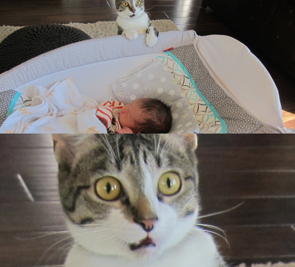 dramatic cat meets baby